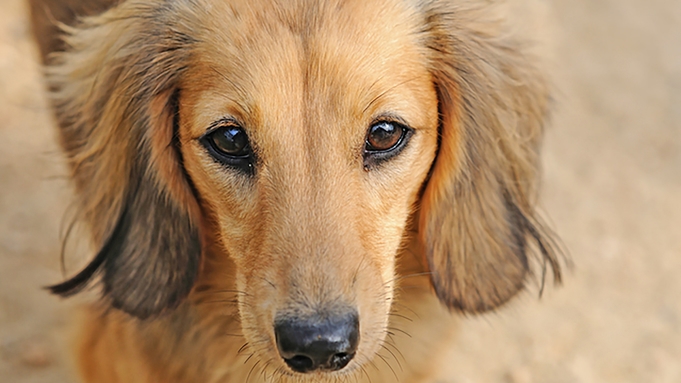 （愛犬と宿泊）スタンダードプラン！当館一番人気☆七輪で炙るA5等級飛騨牛！四季の炭火焼会席！